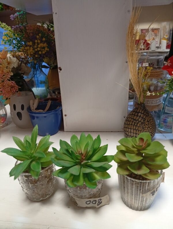 Glass Vase with succulent plant– Only KSh 800 | Elegant Indoor Décor - Image 2