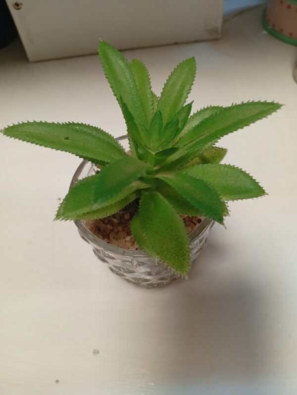 Glass Vase with succulent plant– Only KSh 800 | Elegant Indoor Décor - Image 4