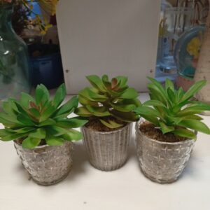 Glass Vase with succulent plant– Only KSh 800 | Elegant Indoor Décor