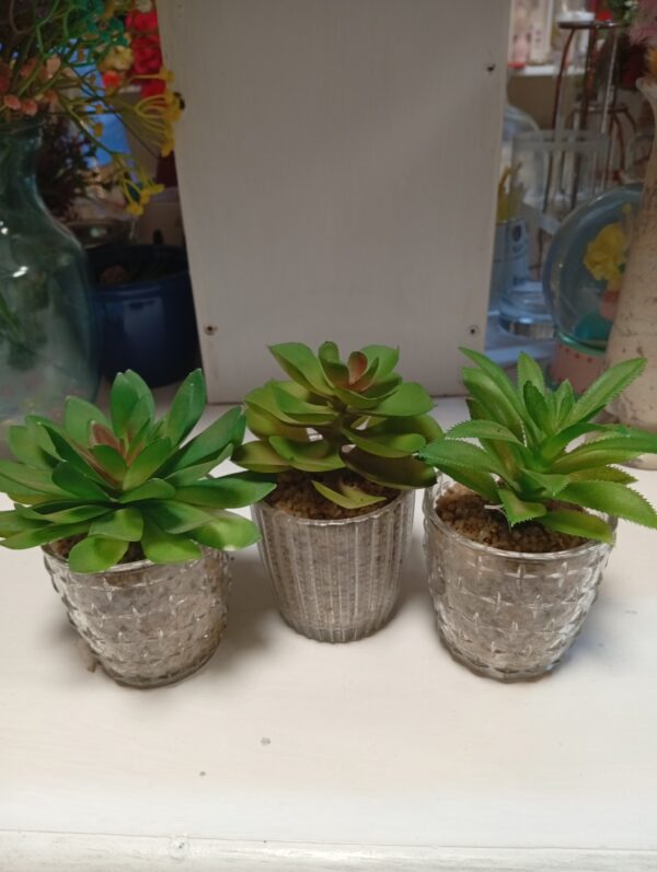 Glass Vase with succulent plant– Only KSh 800 | Elegant Indoor Décor