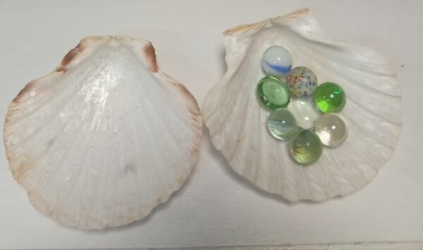 Decor Queen Scallop – Elegant Wall & Table Décor | Ksh 100 Only
